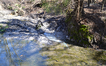 Wild pig damage to stream.