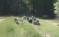 Wild pigs and litter.